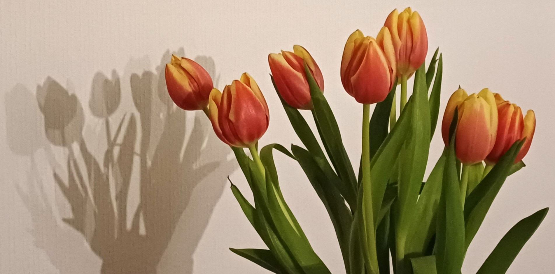 Tulpen + Bonusmoment