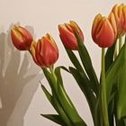 Tulpen + Bonusmoment