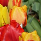 Tulpen - bunte Vielfalt