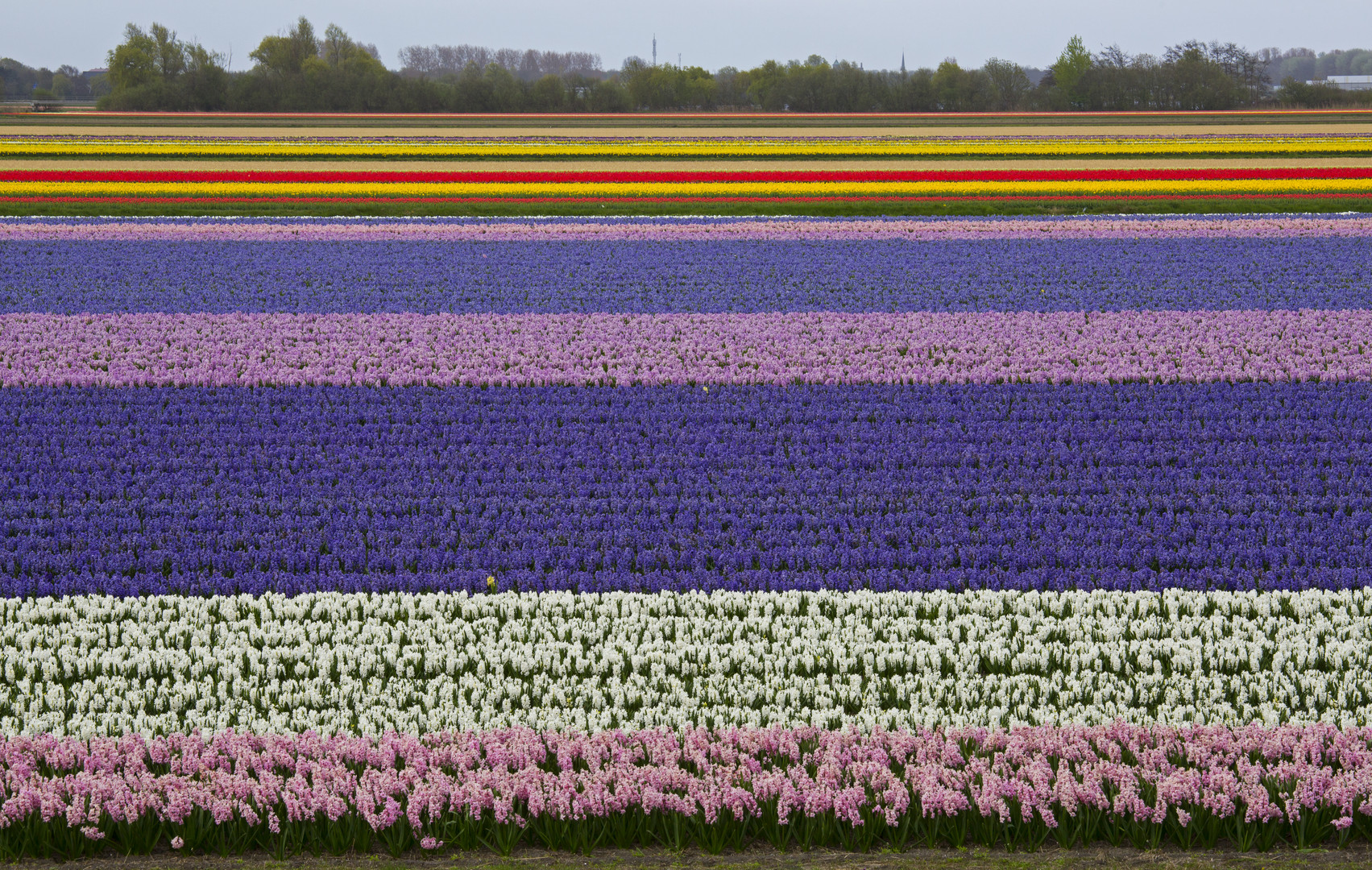 Tulpen- bzw. Hyazinthenfeld bei Lisse