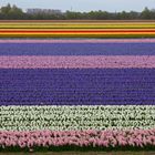 Tulpen- bzw. Hyazinthenfeld bei Lisse