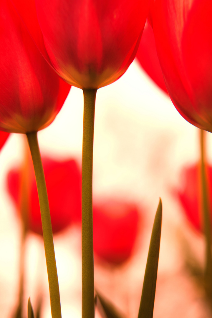 Tulpen