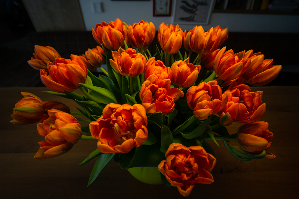 # Tulpen #