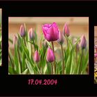 Tulpen