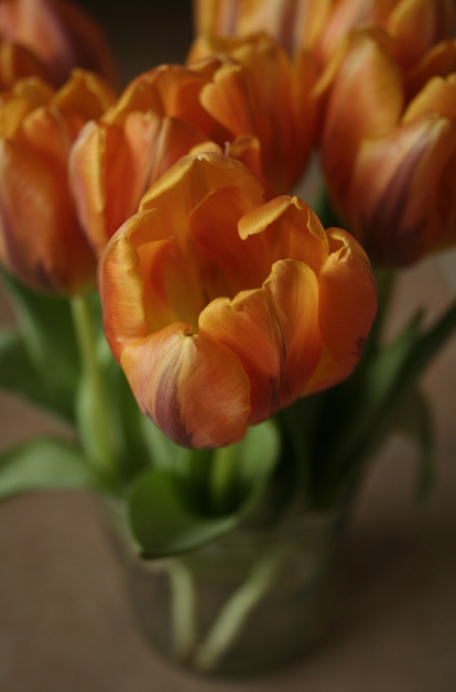 Tulpen