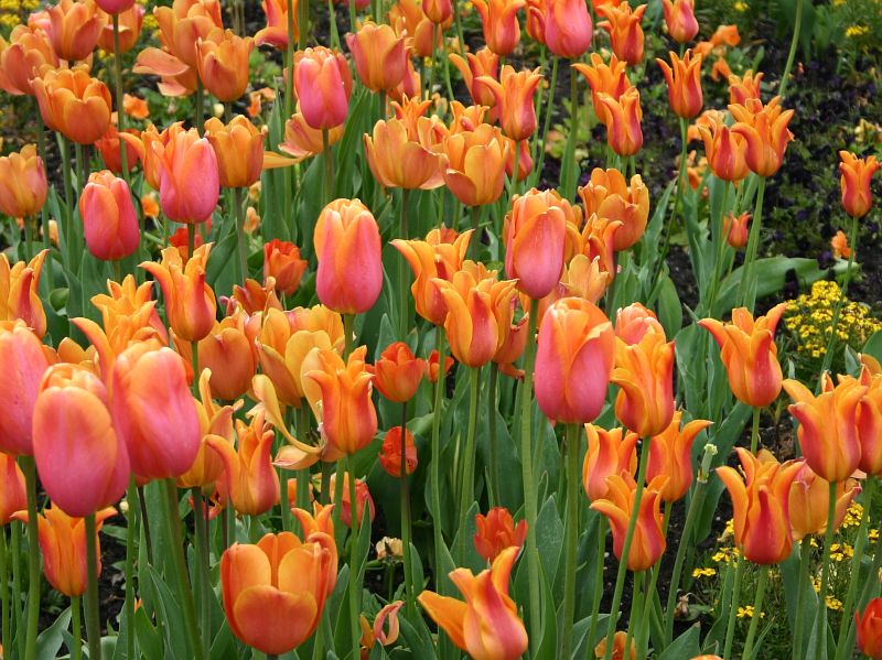 Tulpen