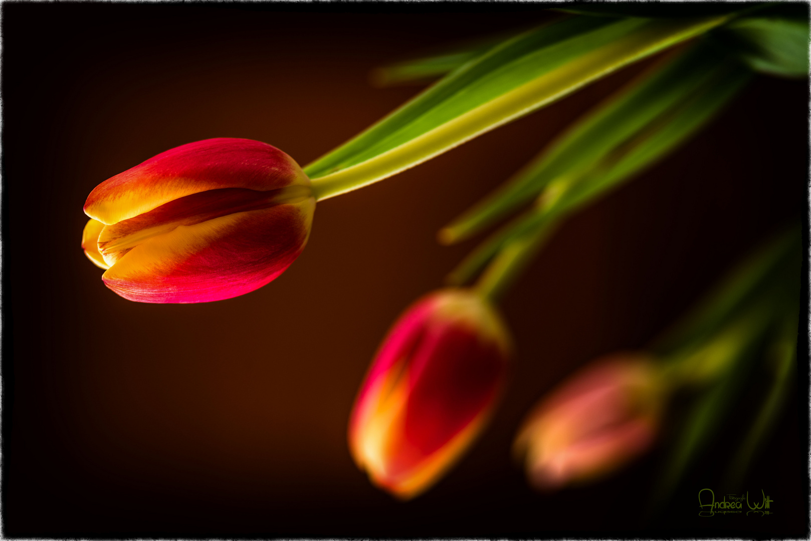 Tulpen