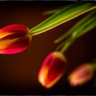 Tulpen