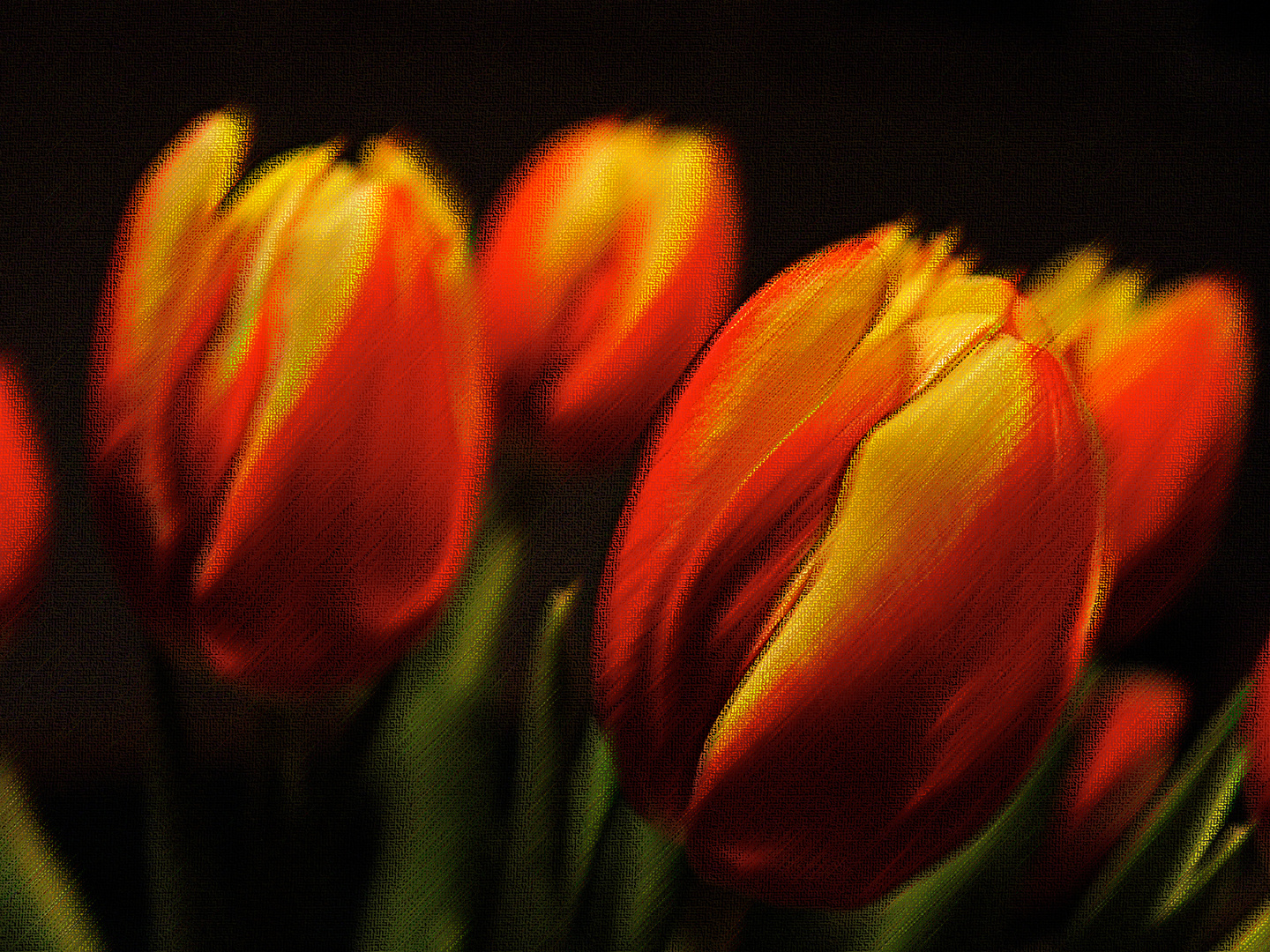 Tulpen