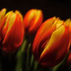 Tulpen