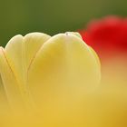 Tulpen