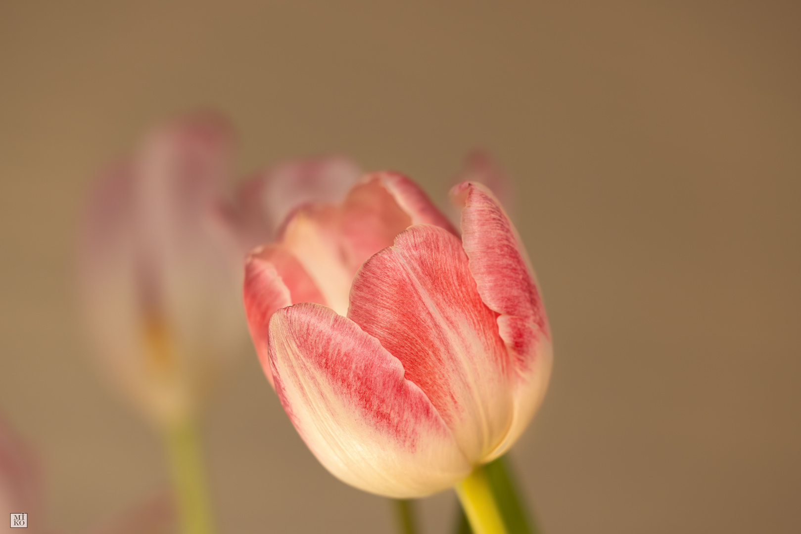 Tulpen