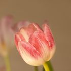 Tulpen