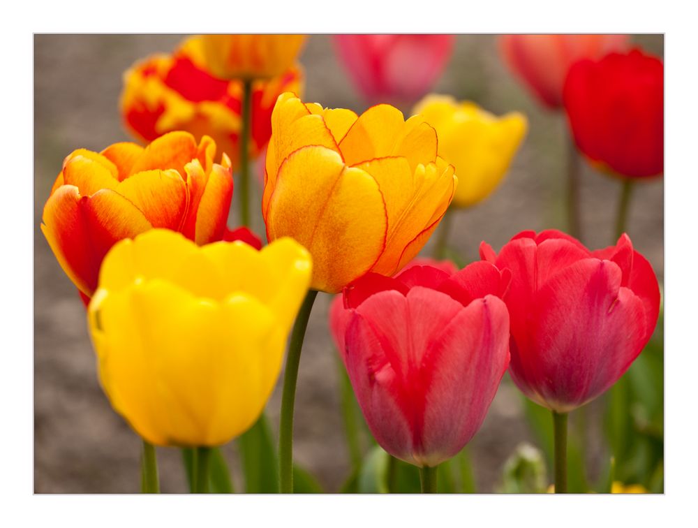 Tulpen