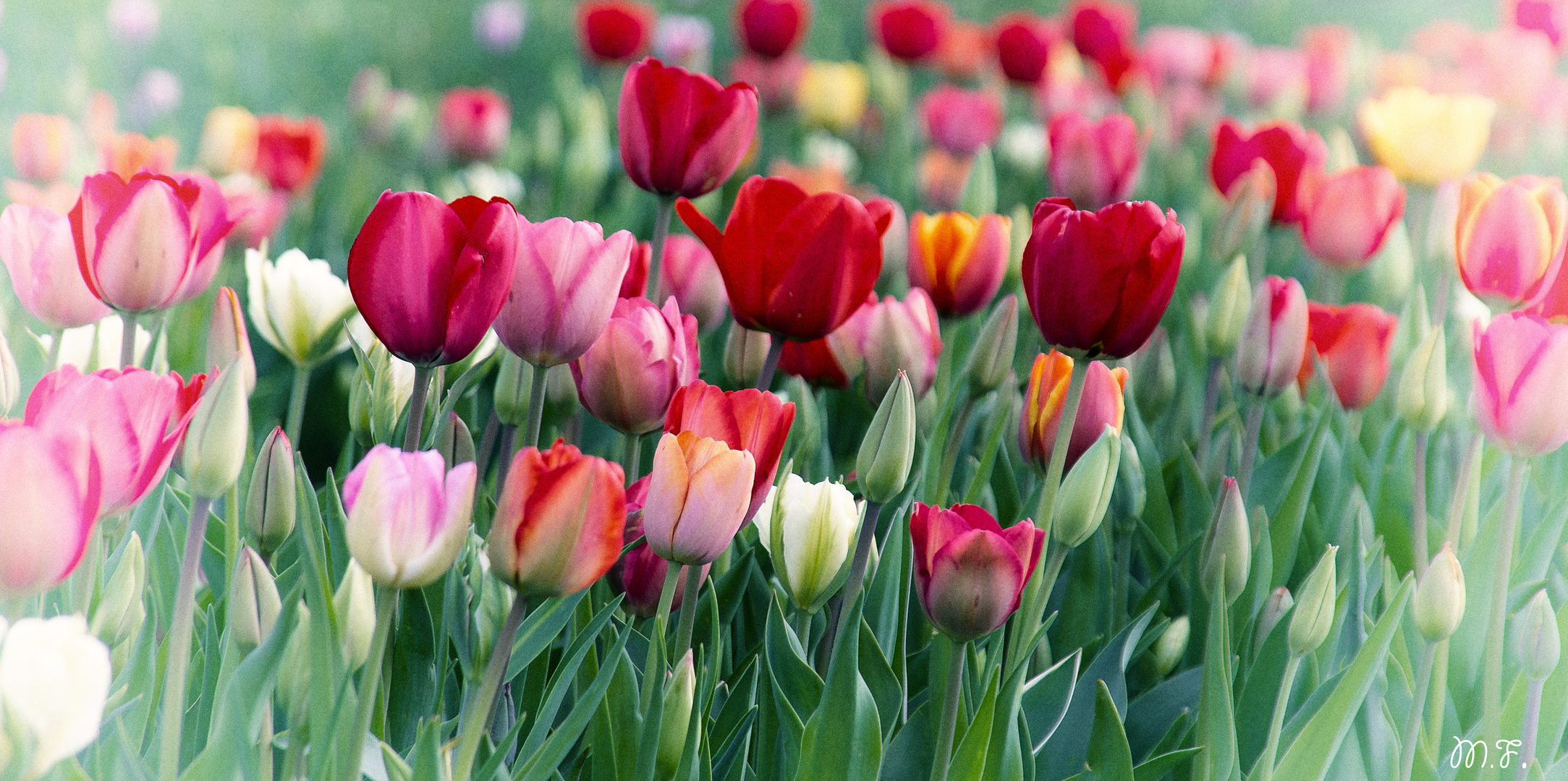 Tulpen 