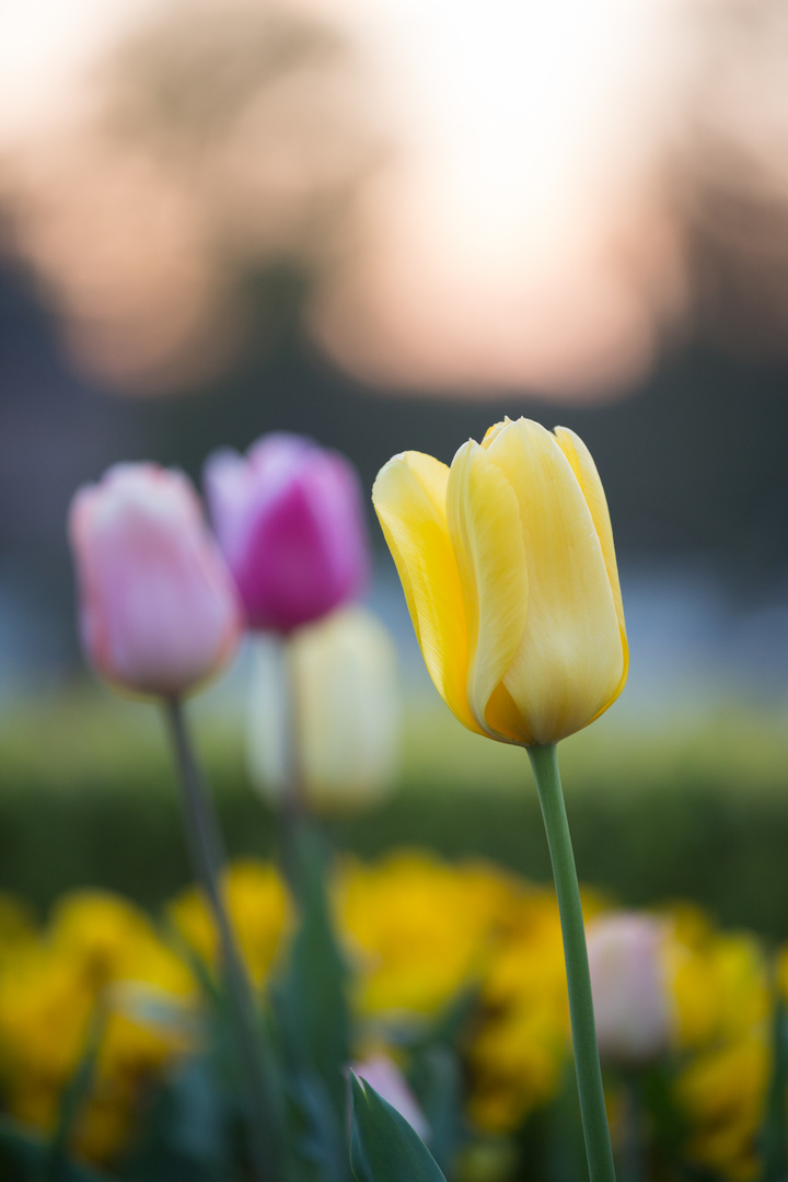 Tulpen