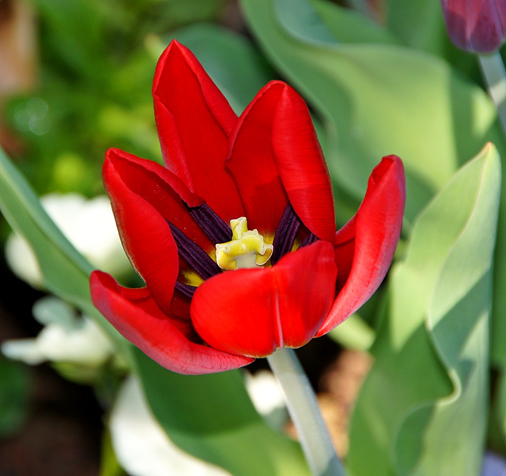 Tulpen