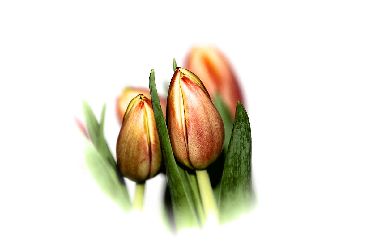 Tulpen