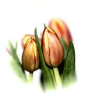 Tulpen