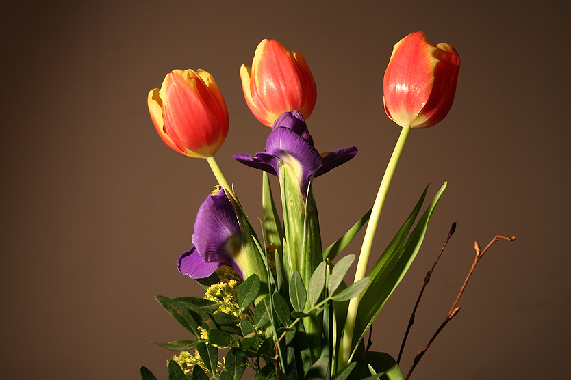 Tulpen