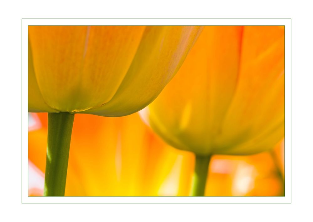 Tulpen