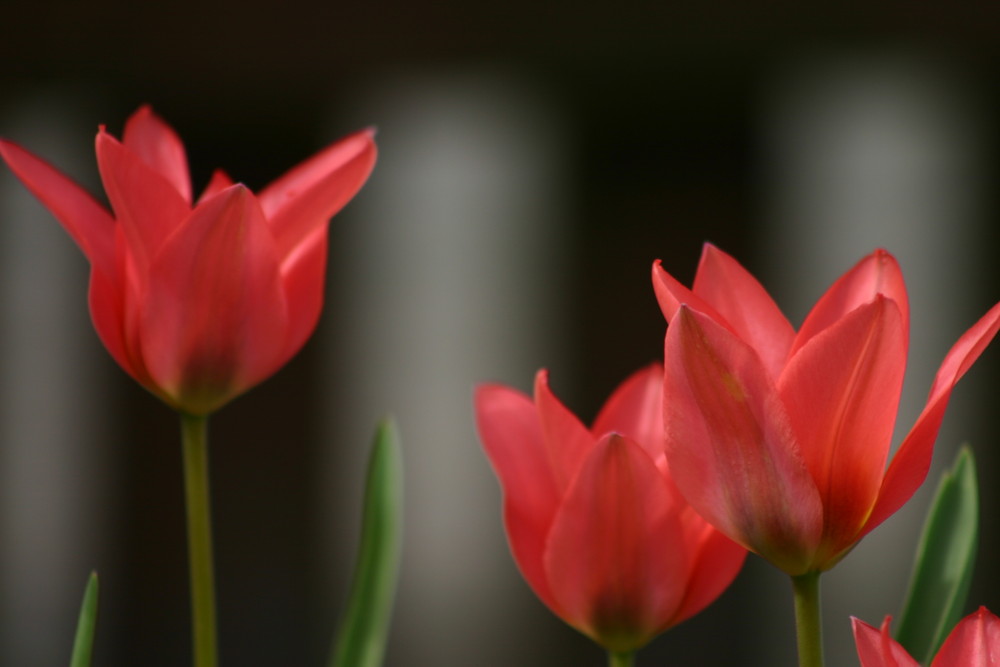 Tulpen