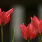 Tulpen