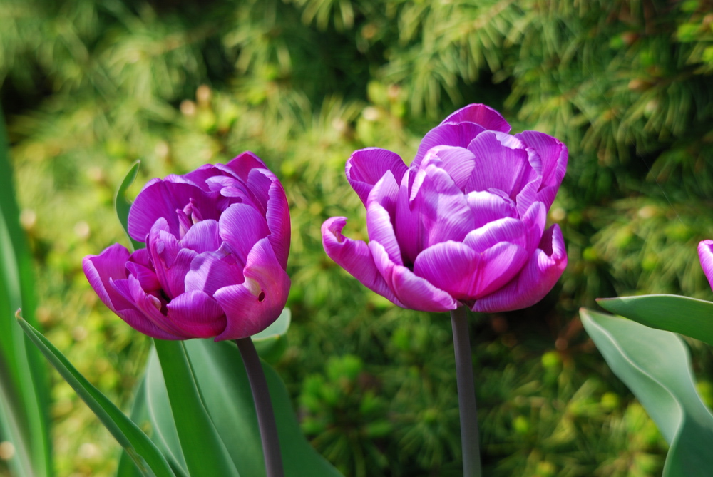 Tulpen