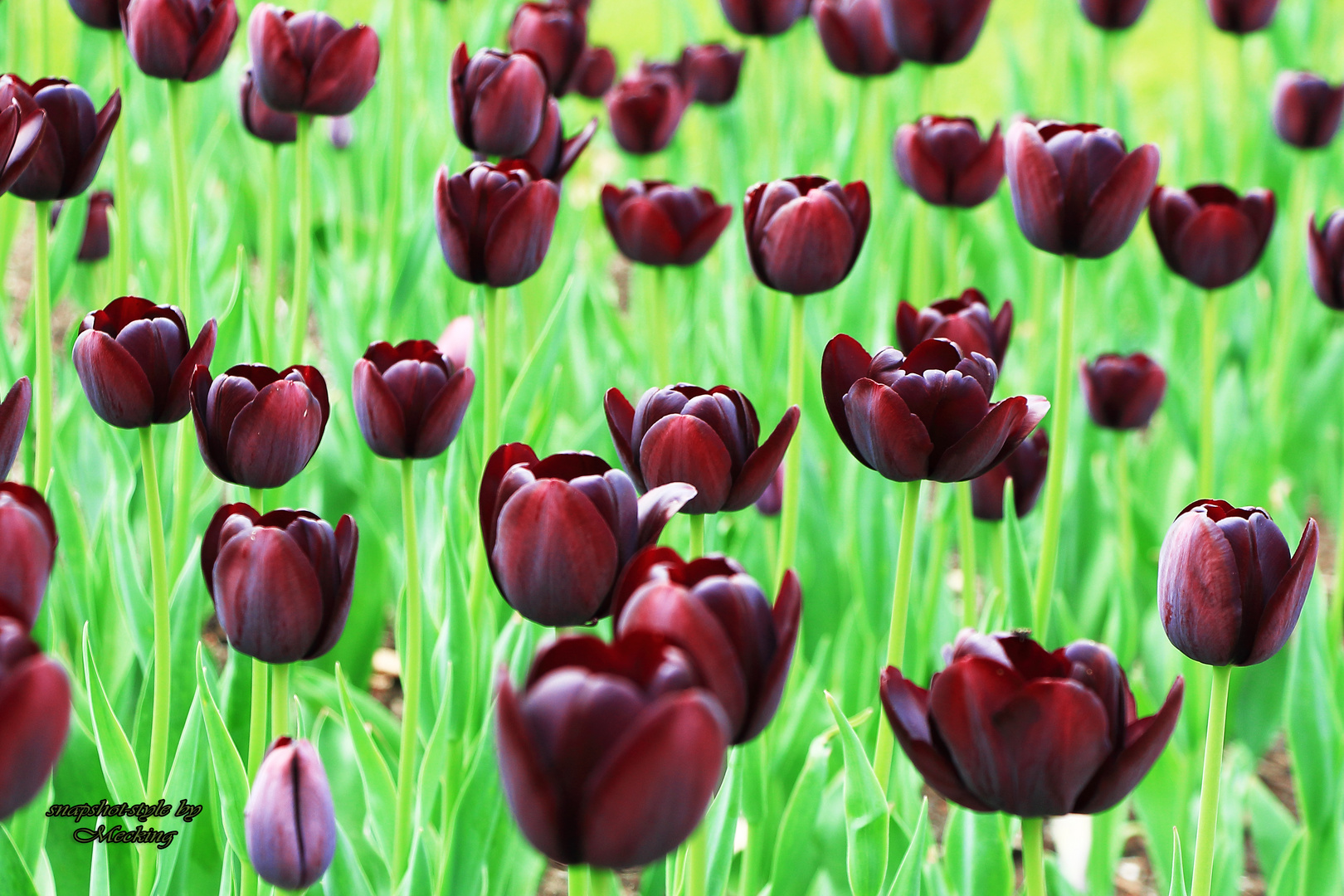 Tulpen