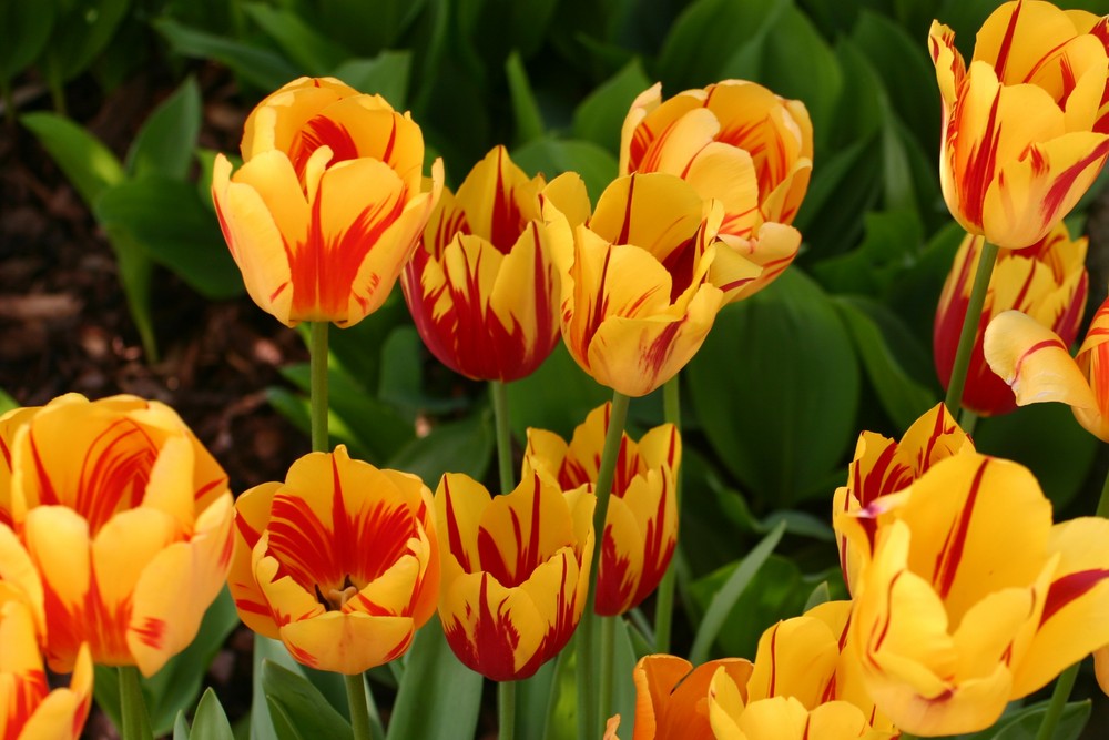 Tulpen