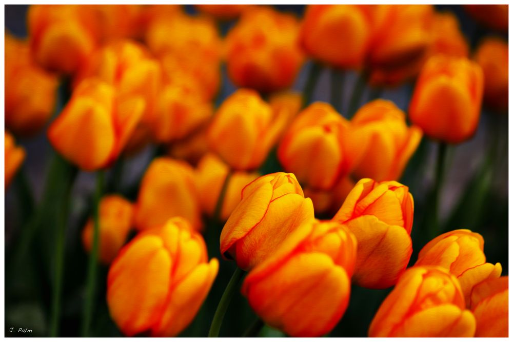 Tulpen