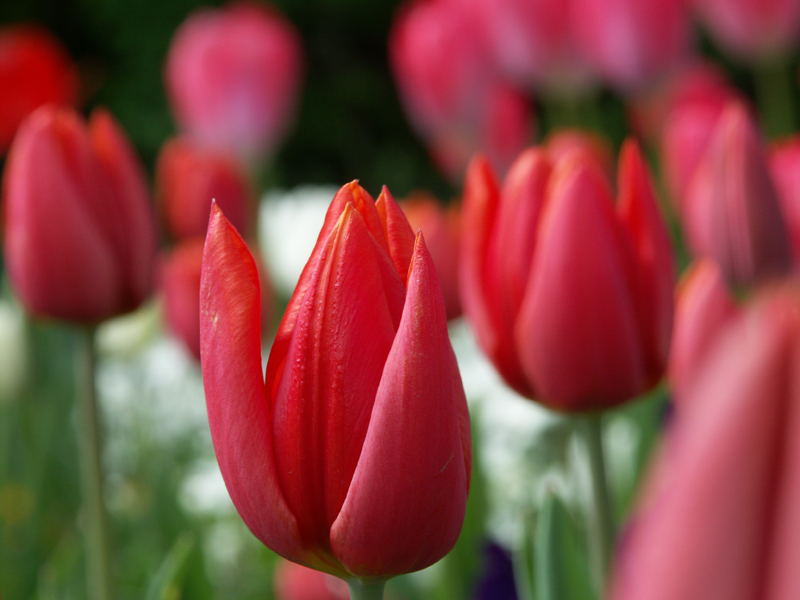 Tulpen