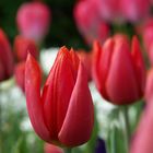 Tulpen