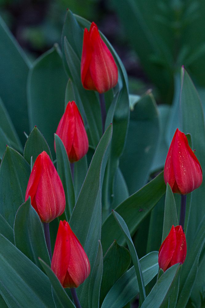 Tulpen