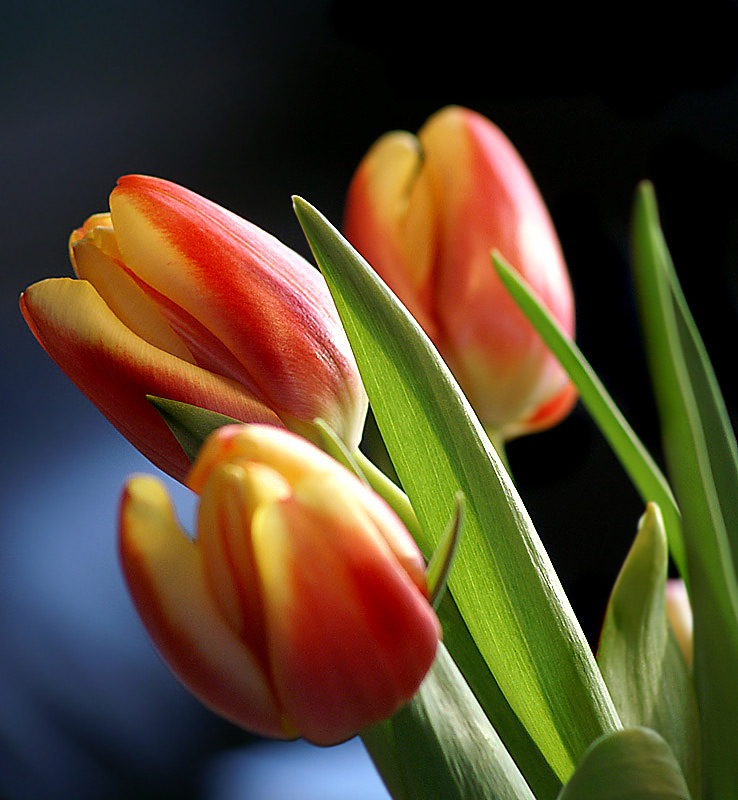 Tulpen