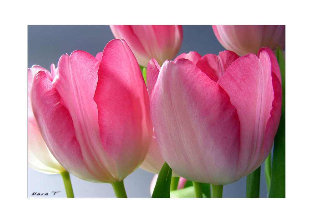 Tulpen -