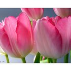 Tulpen -