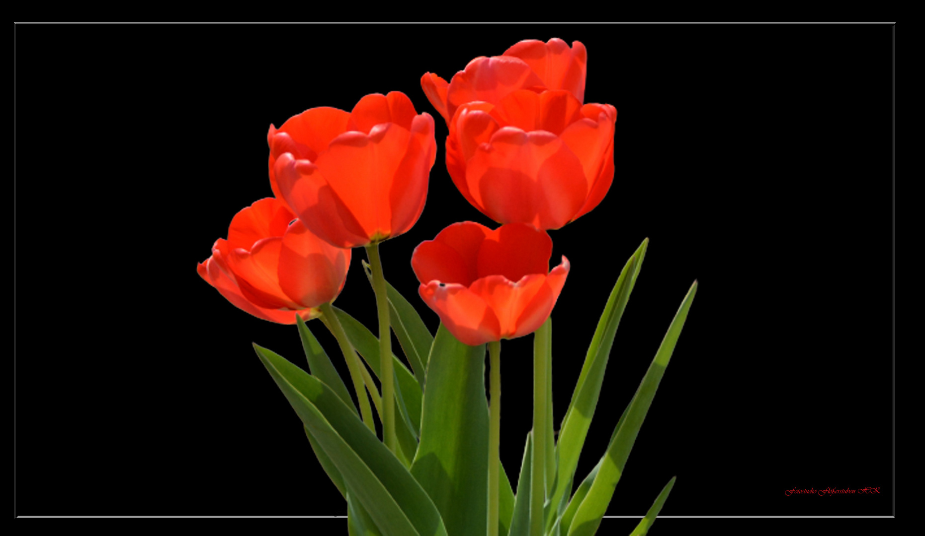 Tulpen