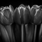 Tulpen