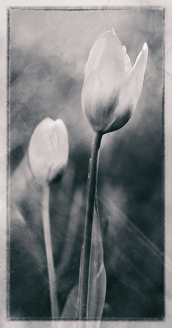 Tulpen