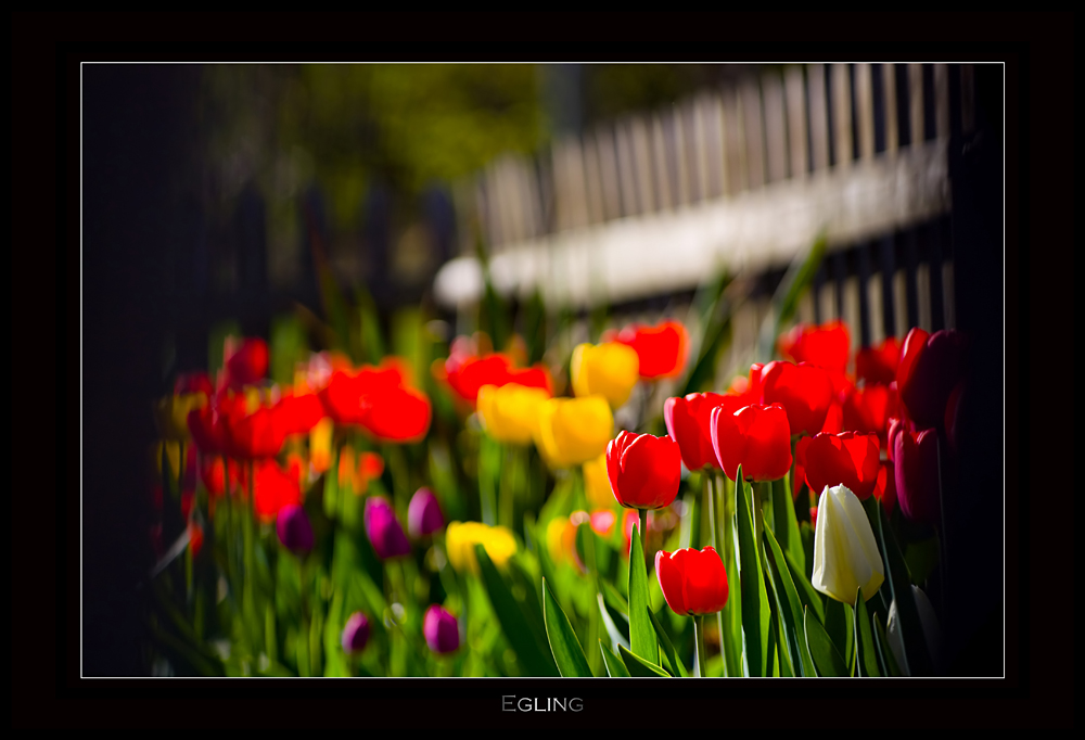 Tulpen