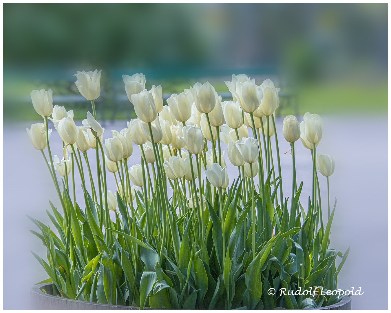 Tulpen