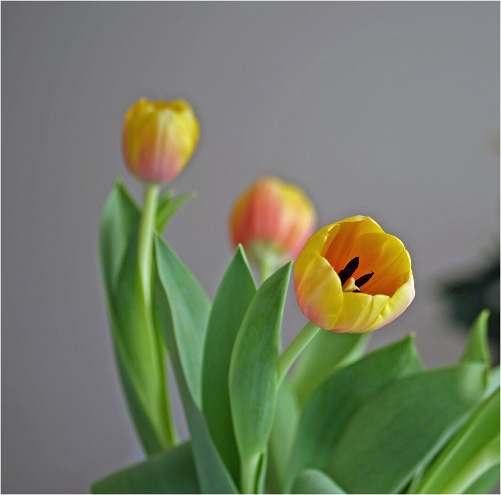 Tulpen