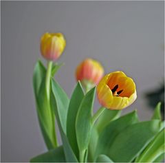 Tulpen