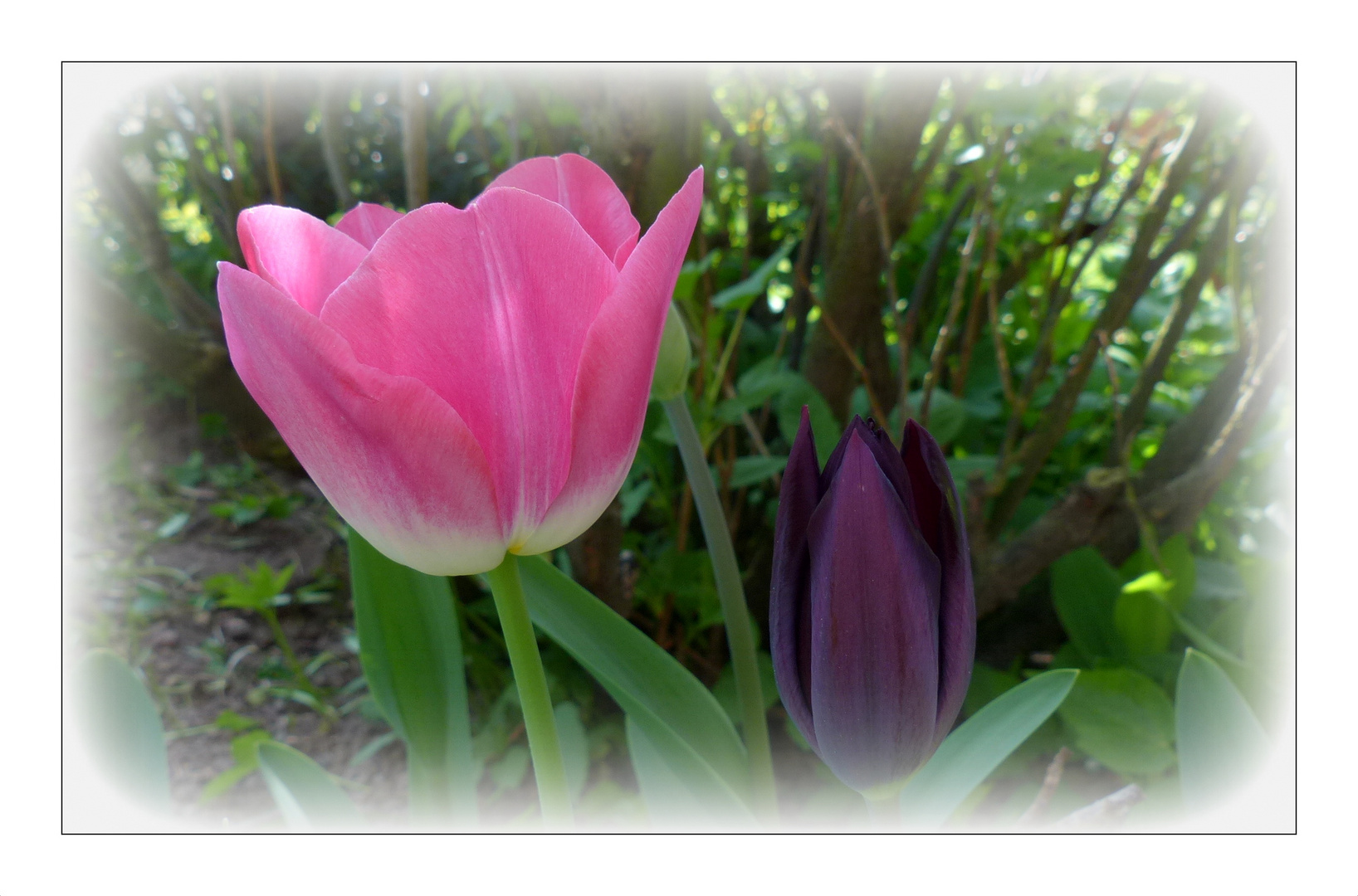 Tulpen