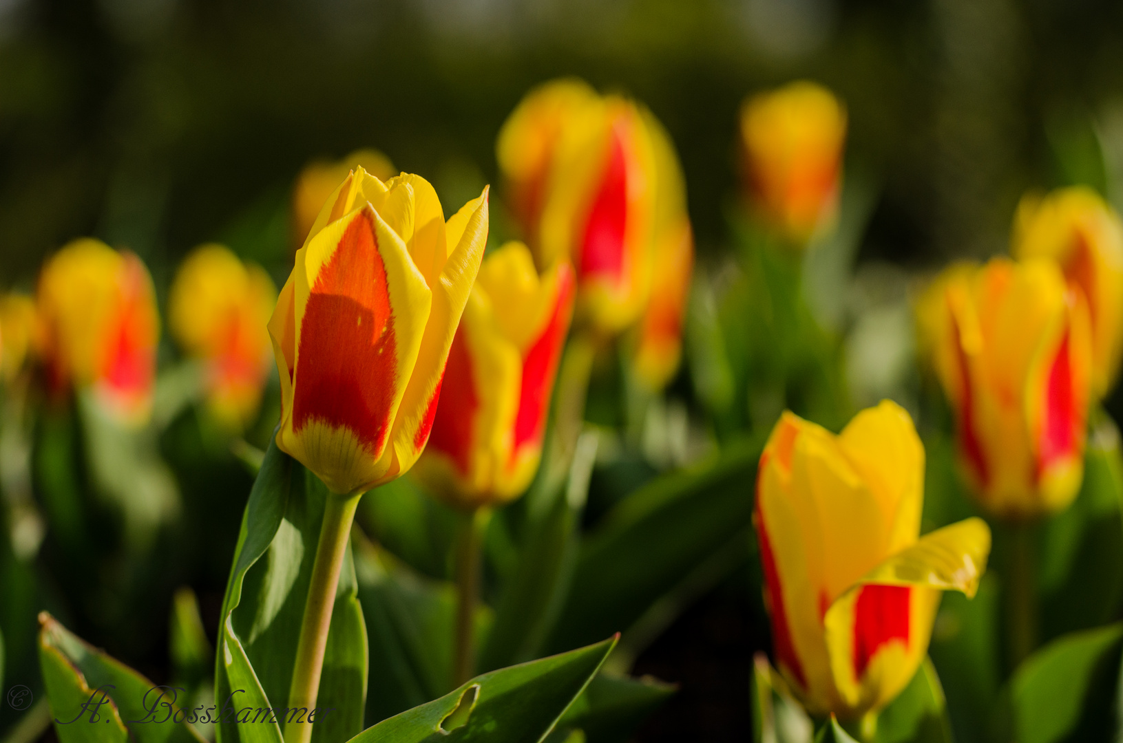 Tulpen