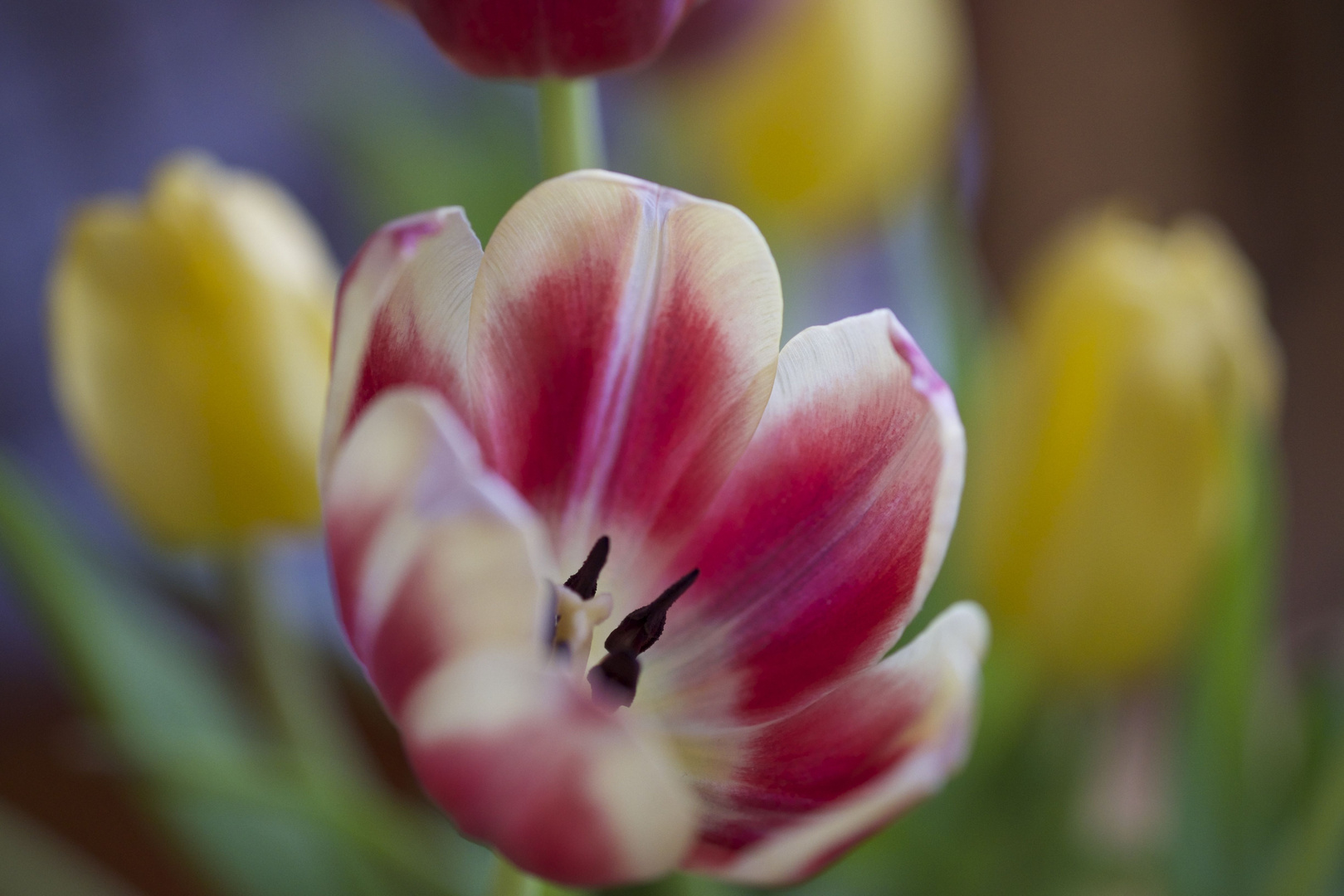 Tulpen