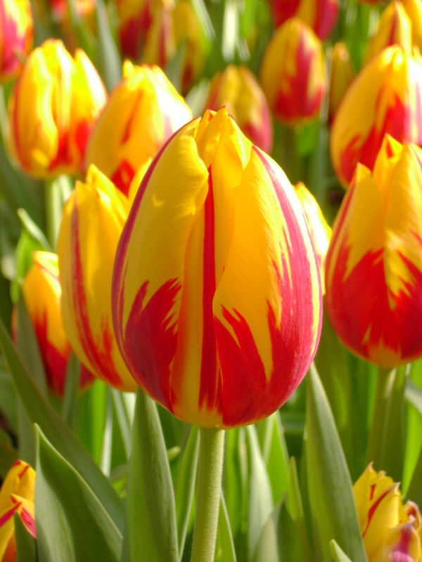 Tulpen