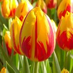 Tulpen