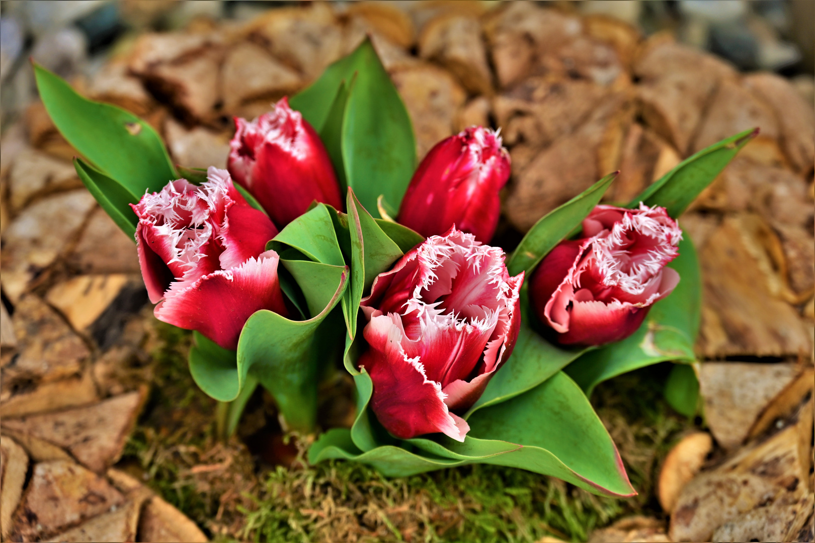 Tulpen